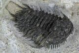 Gondwanaspis Trilobite - Rare species #92500-3